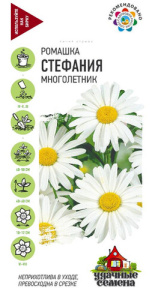 Ромашка (нивяник) Стефания  купить