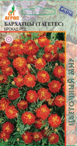 Бархатцы Брокад Ред купить