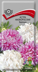 Астра Варенька низкорослая купить