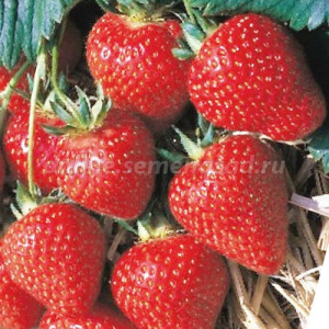 Земляника Пандора садовая,поздняя купить