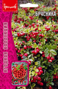 Брусника купить