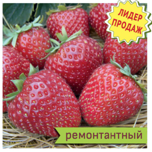 Земляника Сан Андреас ремонтантный купить