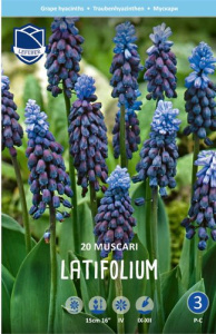 Мускари Латифолиум /20шт купить