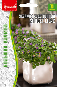 Экзакум Миджет Лиловый  (Midget Lilac) родственный купить