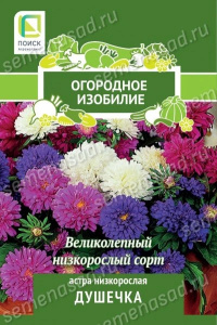 Астра Душечка низкорослая купить