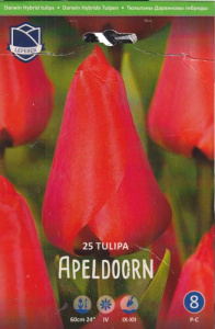 Тюльпан "Apeldoorn" (1х25шт) купить
