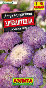 Астра Хризантелла зимний образ купить