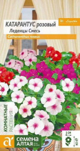 Катарантус Леденцы  купить