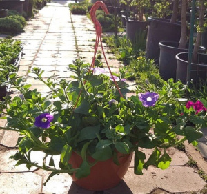 Петуния Сурфиния ( в кашпо пластик)1шт D23 КП034 купить