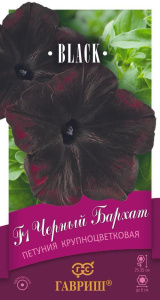 Петуния Черный бархат F1 крупноцветковая купить