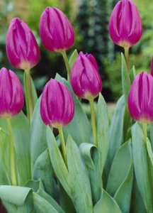 Тюльпан триумф "Blue Beauty" (1х10шт) купить