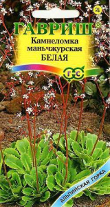 Камнеломка манчжурская  купить