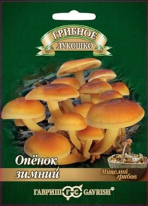 Опенок зимний на древесной палочке  купить