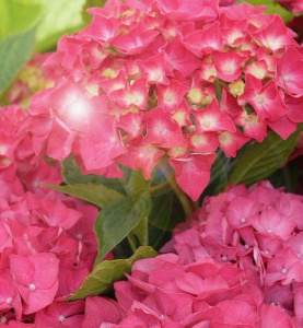 Гортензия Мася крупнолистовая ЦК купить