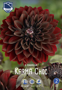 Георгина декоративная Karma Choc /1шт купить