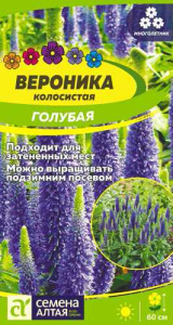 Вероника колосистая Голубая  купить