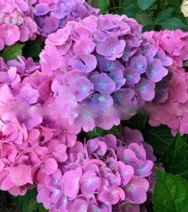 Гортензия Букет Роуз крупнолистовая ЦК купить