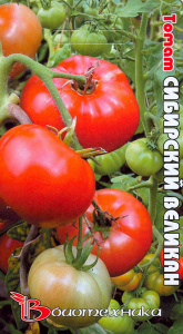 Томат Сибирский великан 25 шт купить