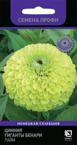 Цинния Гиганты Бенари  Лайм купить
