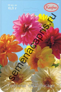 Георгина низкорослая, смесь Миньон/1шт купить