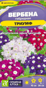 Вербена Триумф гибридная  купить