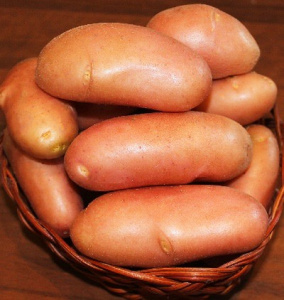 Картофель семенной Фаворит 1кг/20 купить