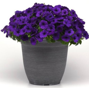 Петуния ампельная Е3 Изи Вейв Блю (синяя) 1шт П250/24 купить