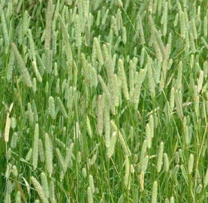 Тимофеевка 1кг купить