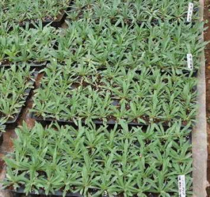 Гипсофила метельчатая махр. Сноуфлейк (белая) 1шт С1 мн0175м купить