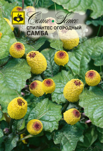 Спилантес огородный Самба  купить