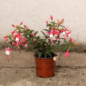 Фуксия d23 кашпо пластиковое КП046 купить