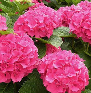 Гортензия Сибилла крупнолистовая ЦК купить