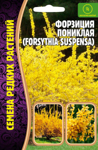 Форзиция пониклая купить