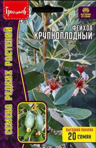 Фейхоа Крупноплодный ВП 20шт купить