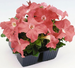 Петуния ампельная Из Райдер Дип Салмон (лососевая) 1шт П382/40 купить