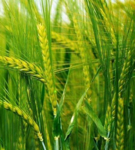 Рожь озимая 1кг\40 купить