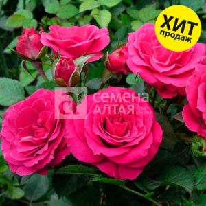 Роза ХиХо купить