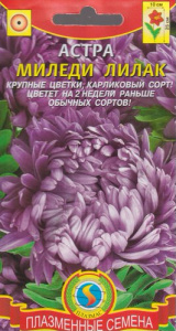 Астра Миледи Лилак  купить