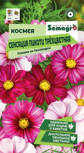 Космея Сенсация Пикоти трёхцветная  купить