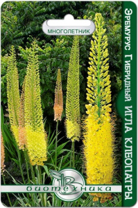 Эремурус гибридный Игла Клеопатры  купить