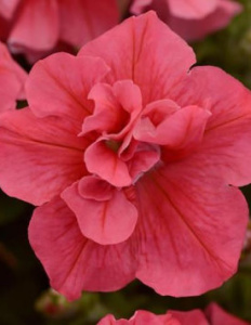 Петуния махровая Дуо Салмон (лососевая) 1шт П426/35 купить