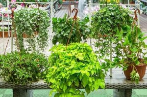 Зеленые ампельные растения D21 купить
