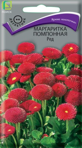 Маргаритка помпонная Ред купить