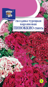 Гвоздика Пиноккио турецкая купить