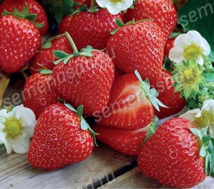 Земляника Вивара купить