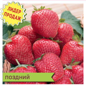 Земляника Вима Ксима садовая поздн. купить