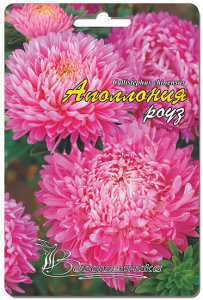 Астра Апполония Роуз 50 шт купить