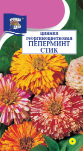 Цинния Пеперминт Стик  смесь георгиноцветковая   купить