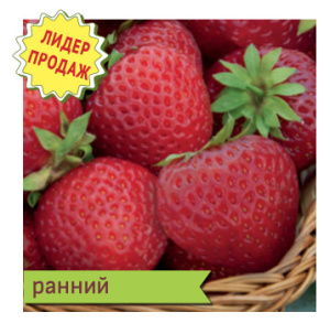 Земляника Вима Кимберли садовая сверхранняя крупноплодная купить