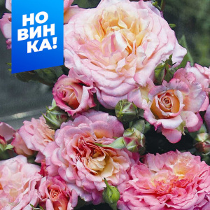 Роза Кантри Гёрл купить